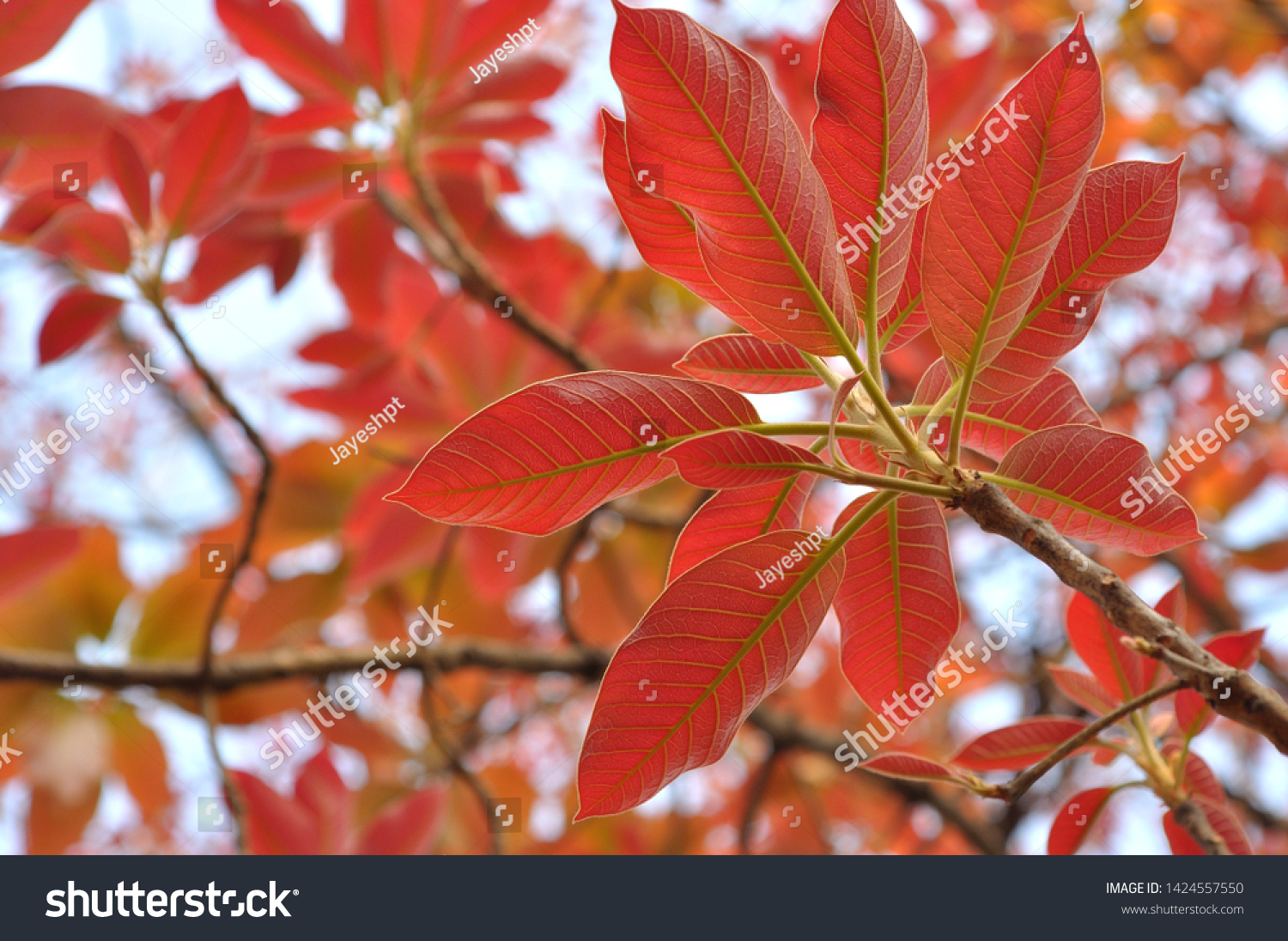 Mahua Lonolia Indian Tropical Indian Tree Foto De Stock Editar