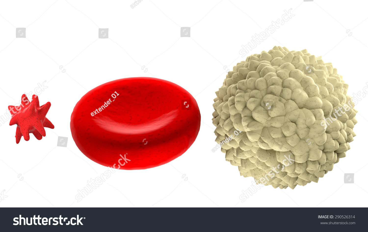 Main Blood Cells Scale Isolated On Stock Illustration 290526314