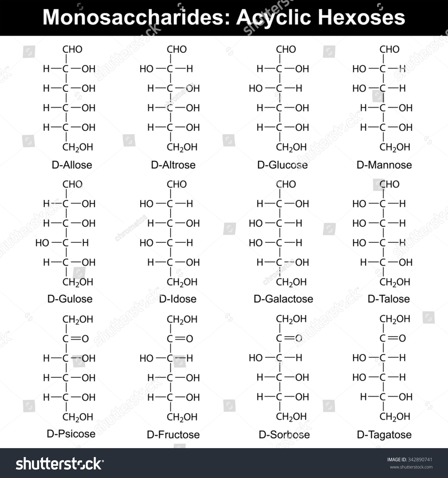 Main Monosaccharides Hexoses Aldoses Ketoses Molecular Stock Illustration 342890741 1960