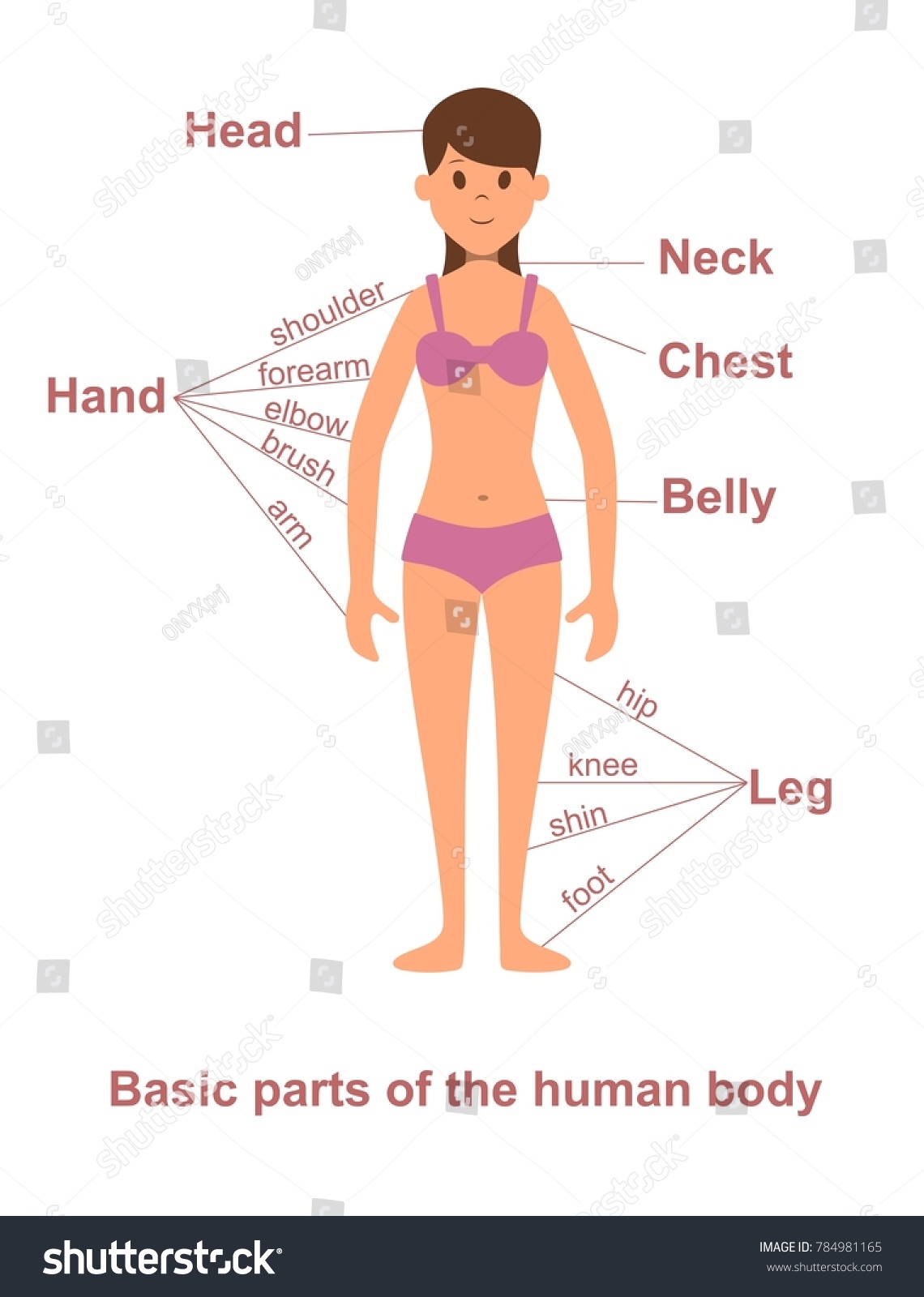 Main Parts Human Body On Female Stock Illustration 784981165