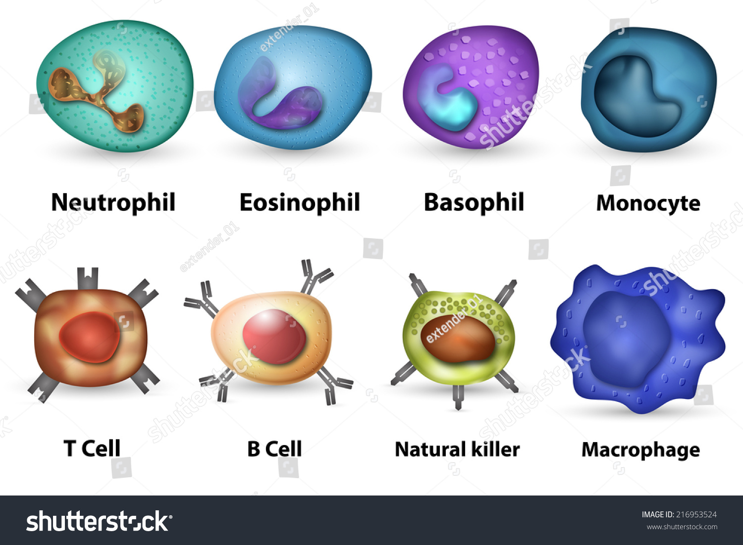 Main White Blood Cell Leukocytes Type Stock Illustration 216953524 ...