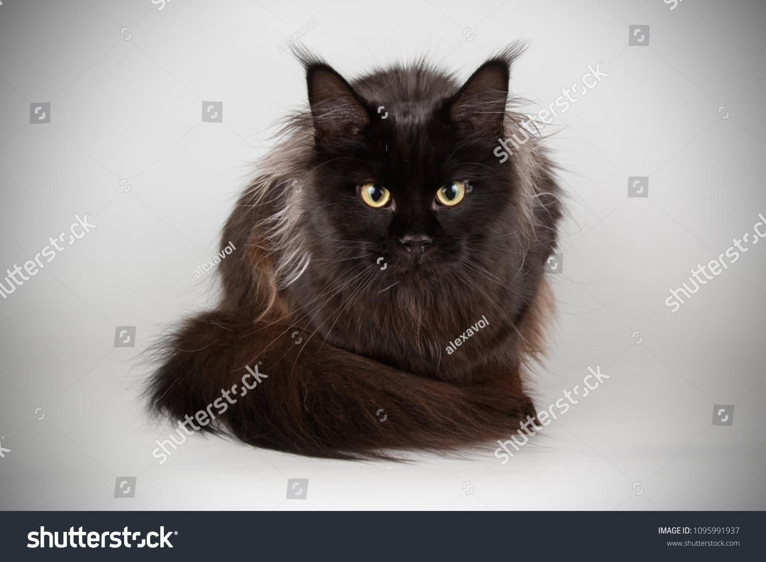 Geologie Mediaan deugd Maine Coon Black Cat: stockfoto (nu bewerken) 1095991937