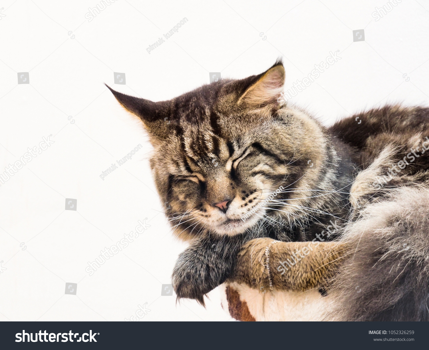 Maine Coon Cat Largest Cats World Stock Photo Edit Now 1052326259