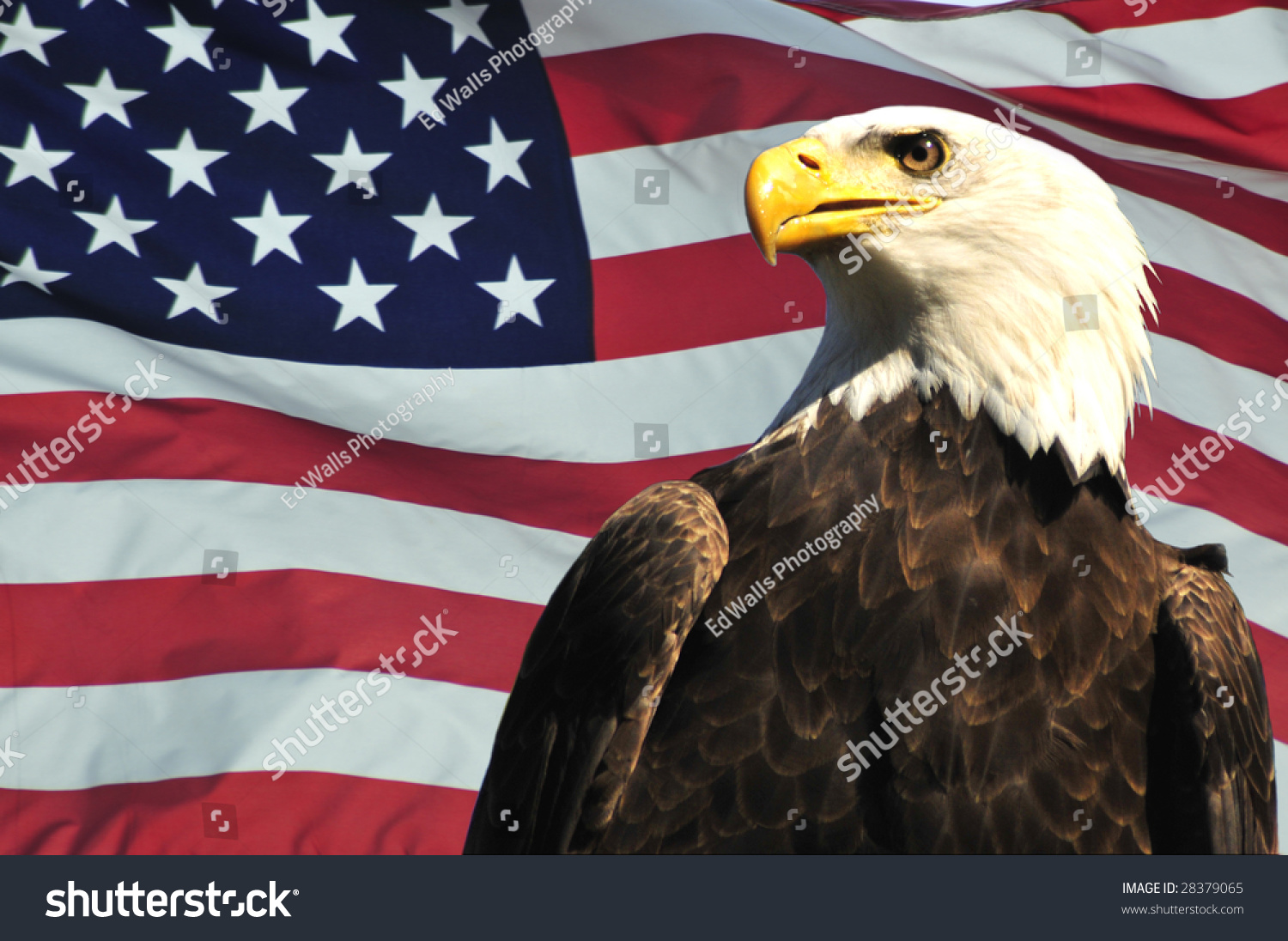 Majestic Bald Eagle And Usa Flag Stock Photo 28379065 : Shutterstock