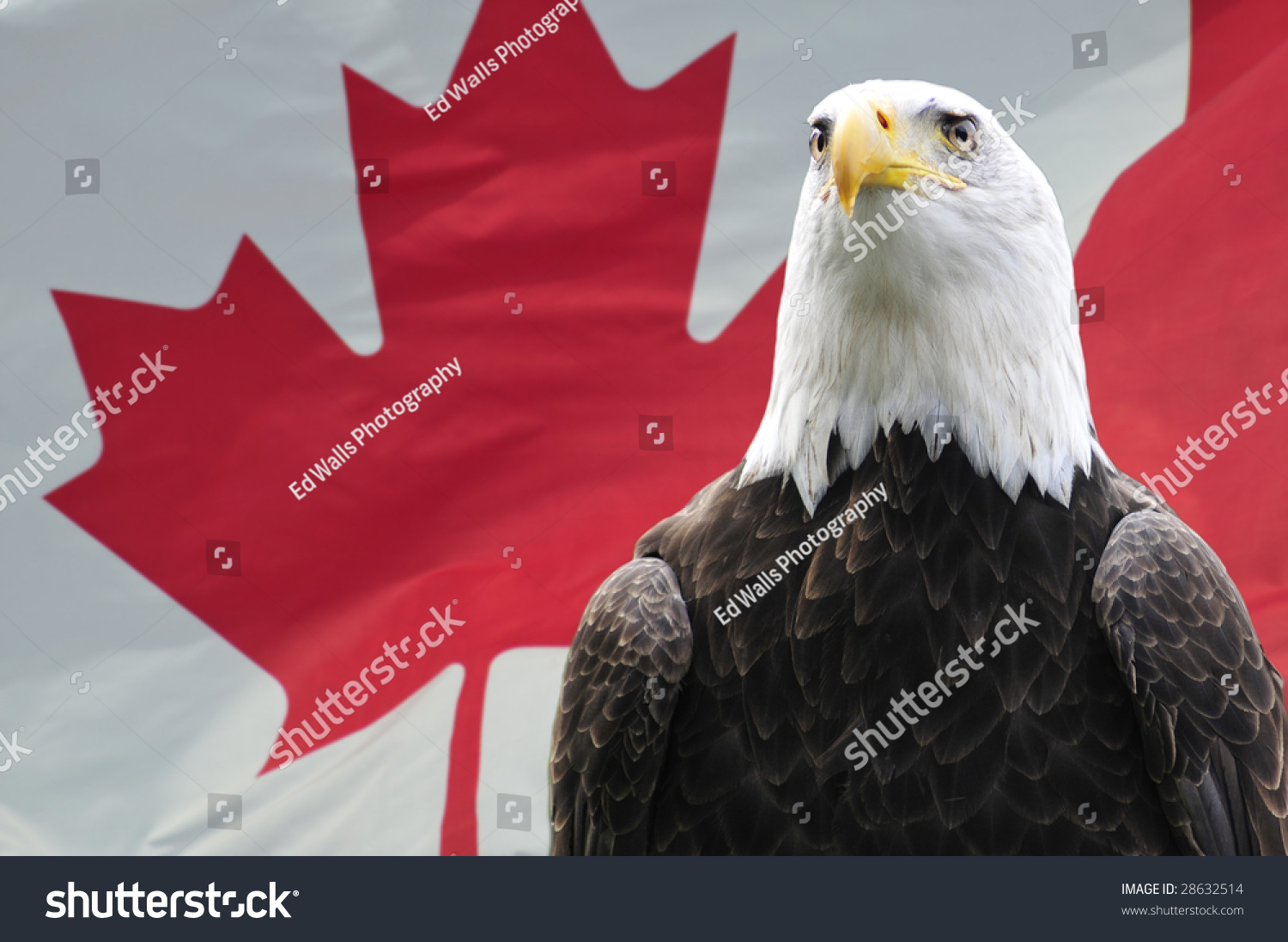 majestic-bald-eagle-front-canadian-flag-stock-photo-edit-now-28632514