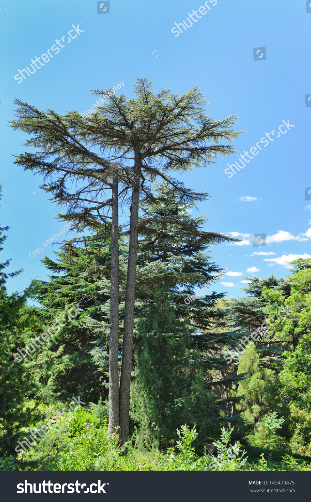 Majestic Evergreen Pine Tree Towering Above Stock Photo 149479475 