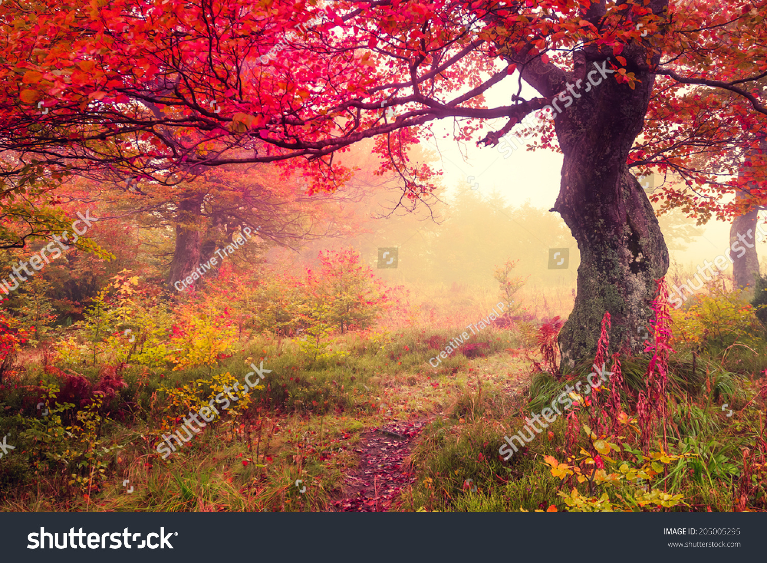 Majestic landscape with autumn trees in forest Carpathian Ukraine Europe Beauty world