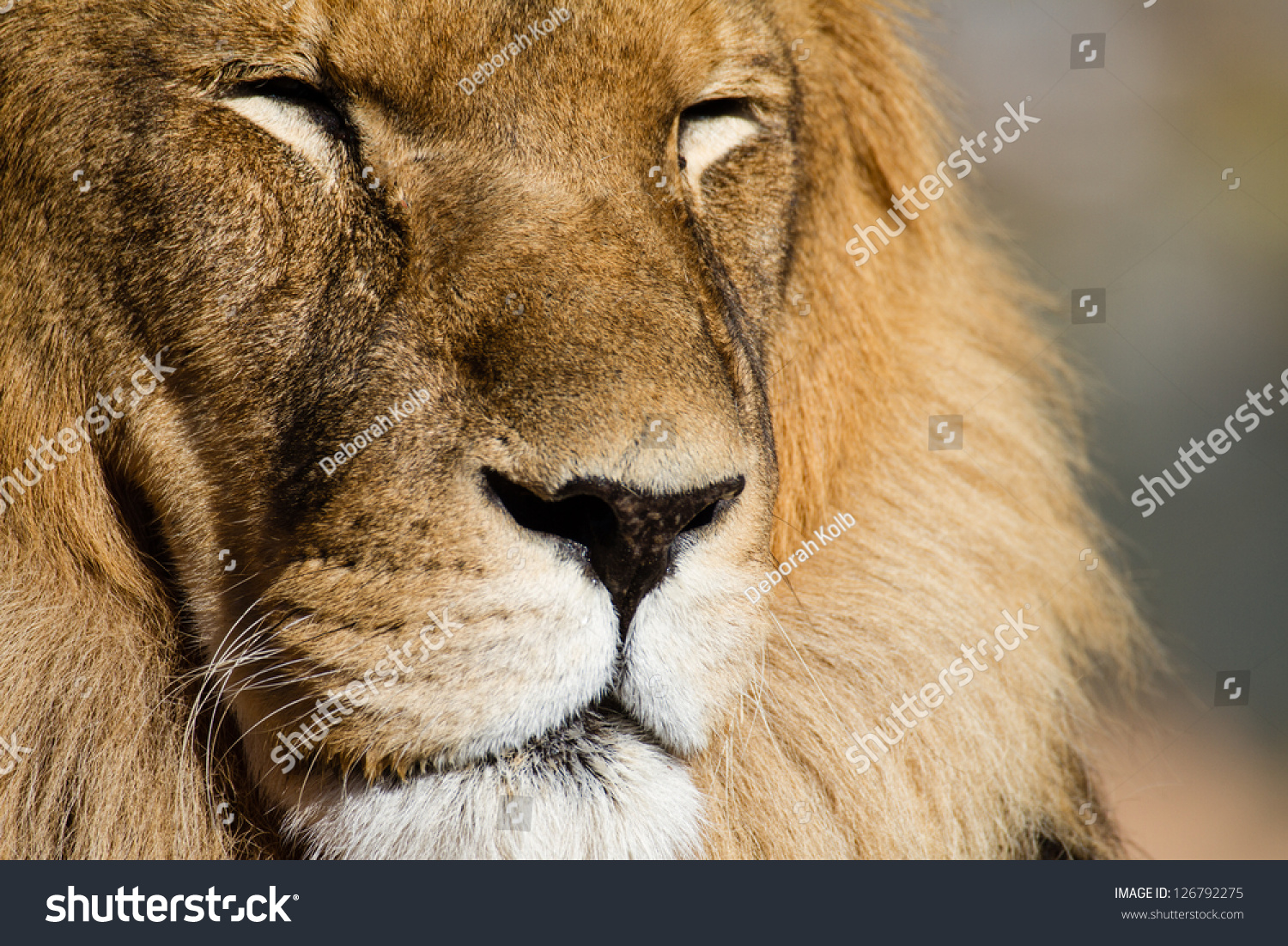 Majestic Lion Close Up Eyes Closed Stock Photo 126792275 : Shutterstock