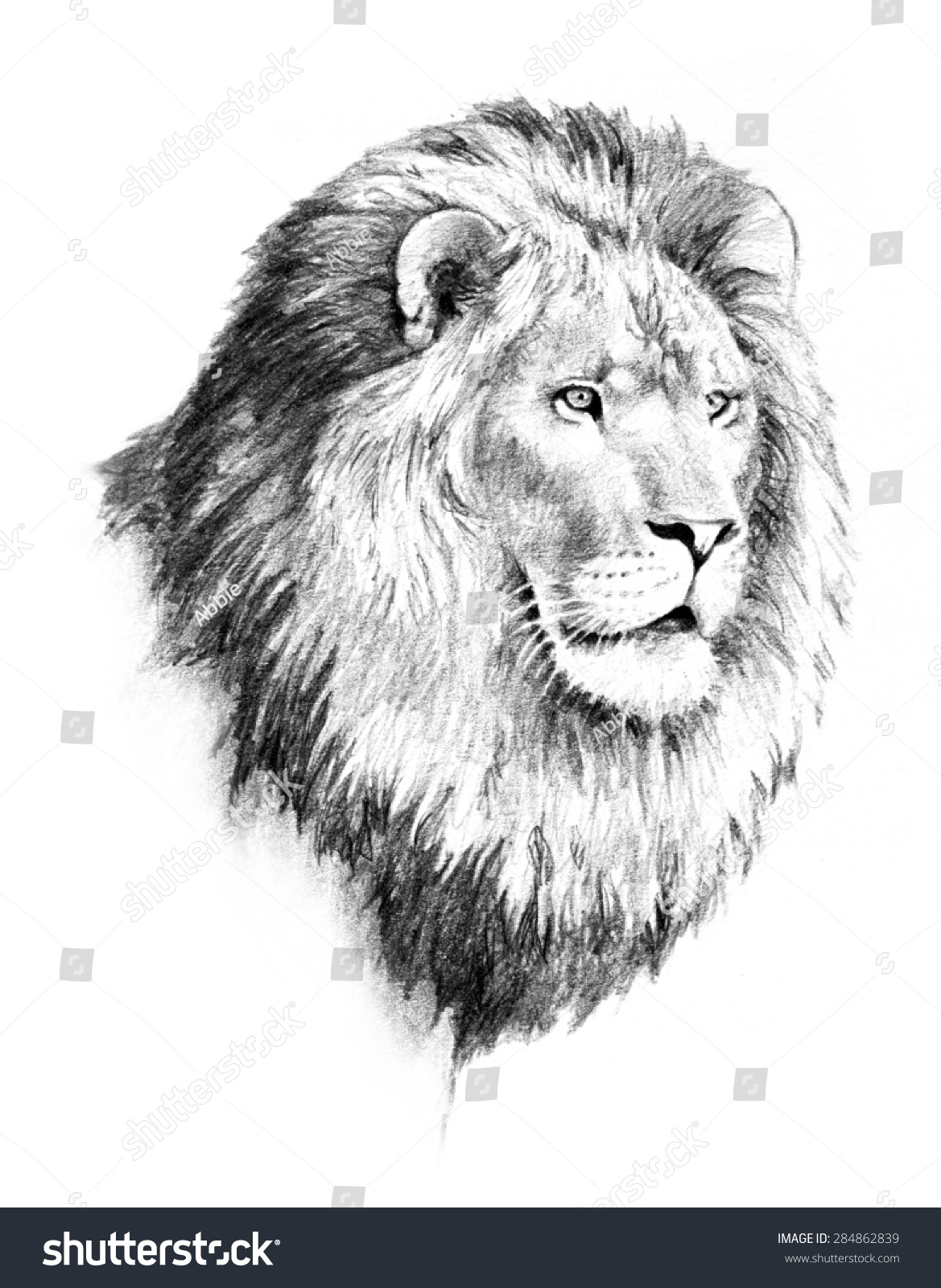 Majestic Lion Head Mane Sketch Illustration Stock Illustration