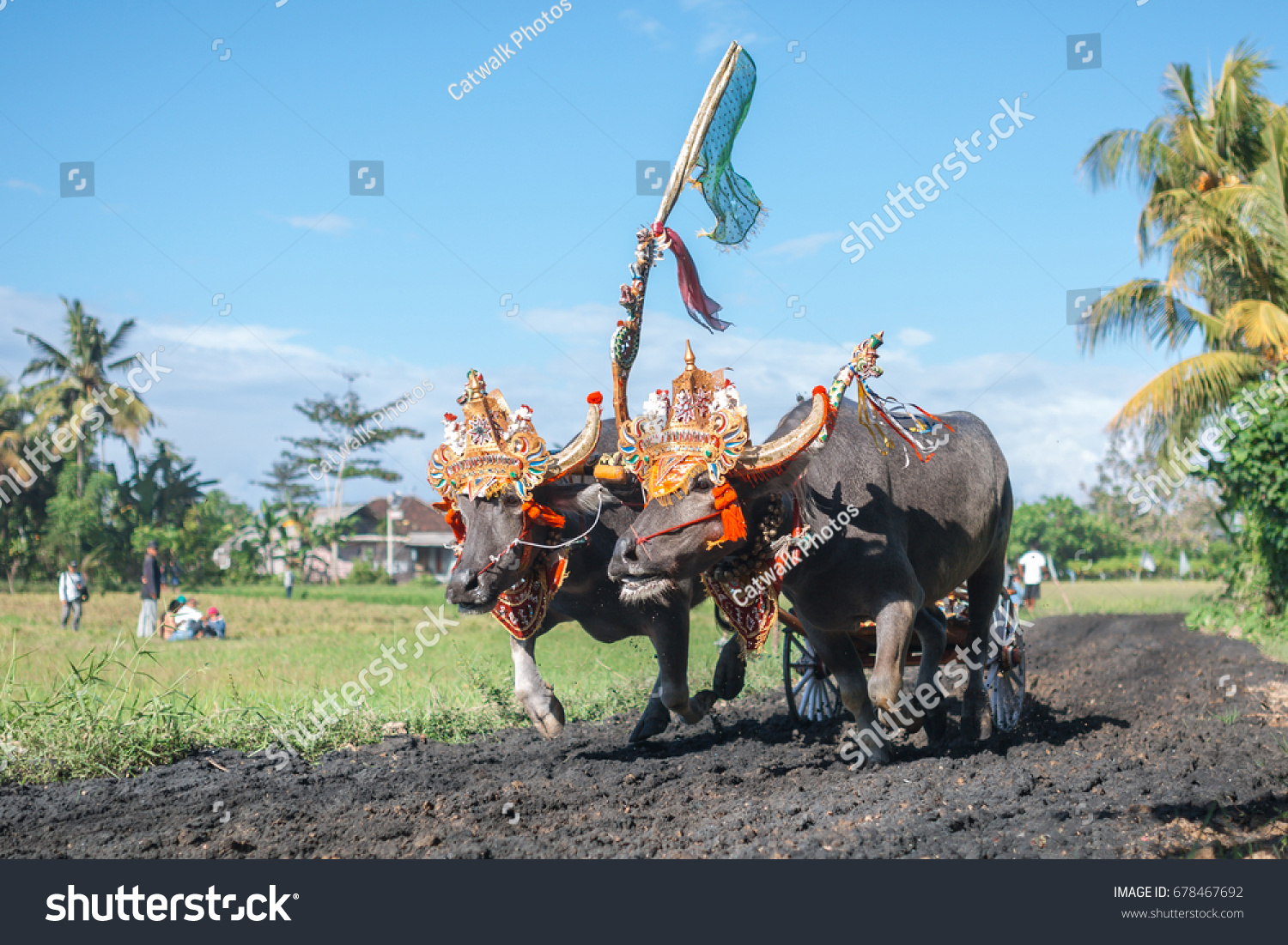 Traditional Bull Racing in Indonesia 25 Traditional Bull Racing in Indonesia 29
