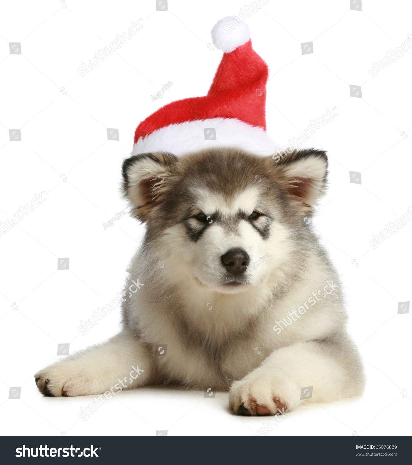 Malamute Puppy (3 Months) In A Christmas Cap Lies On A White Background ...