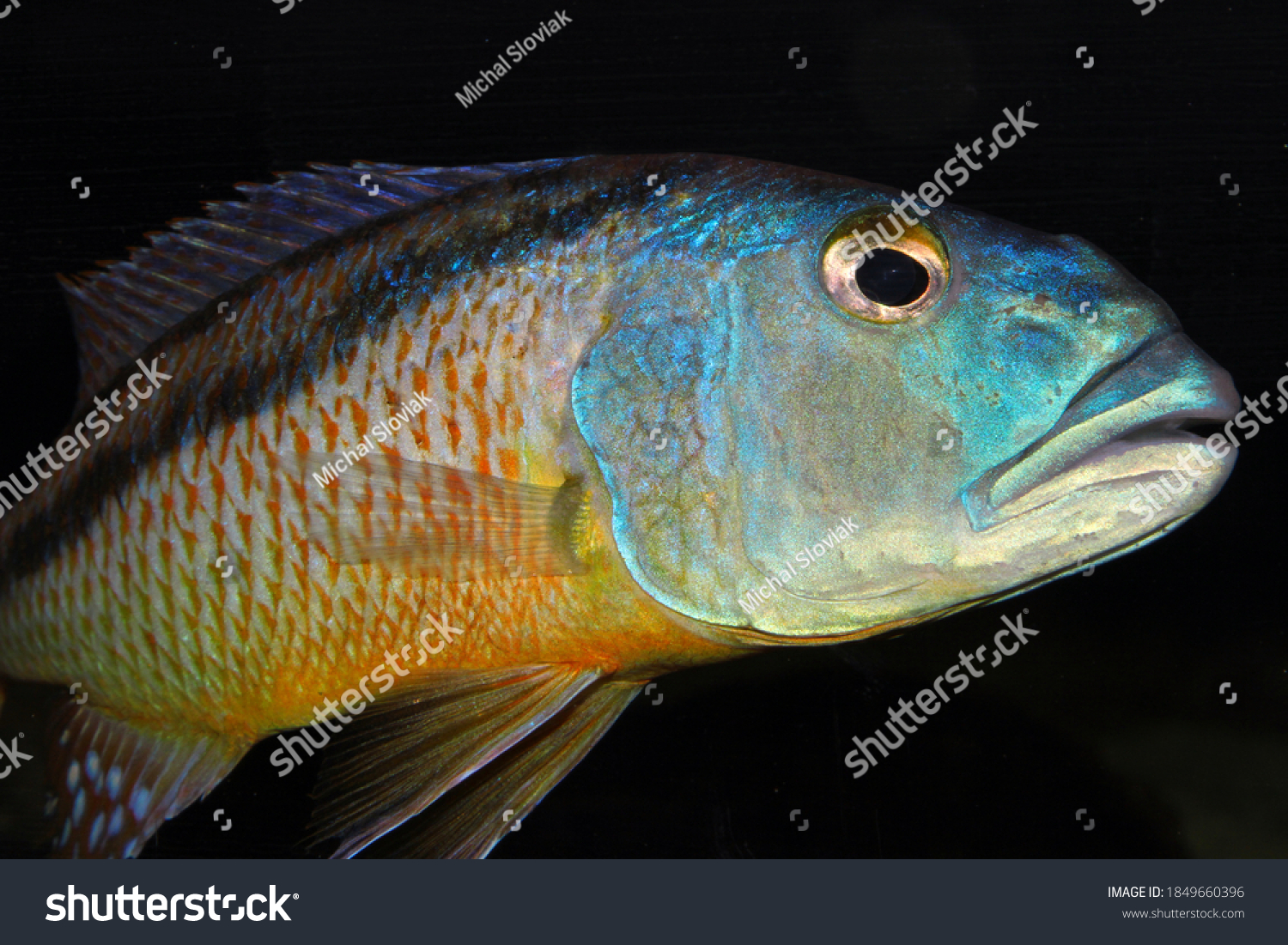 Malawi Hawk Cichlid Aristochromis Christyi Head Stock Photo (Edit Now 