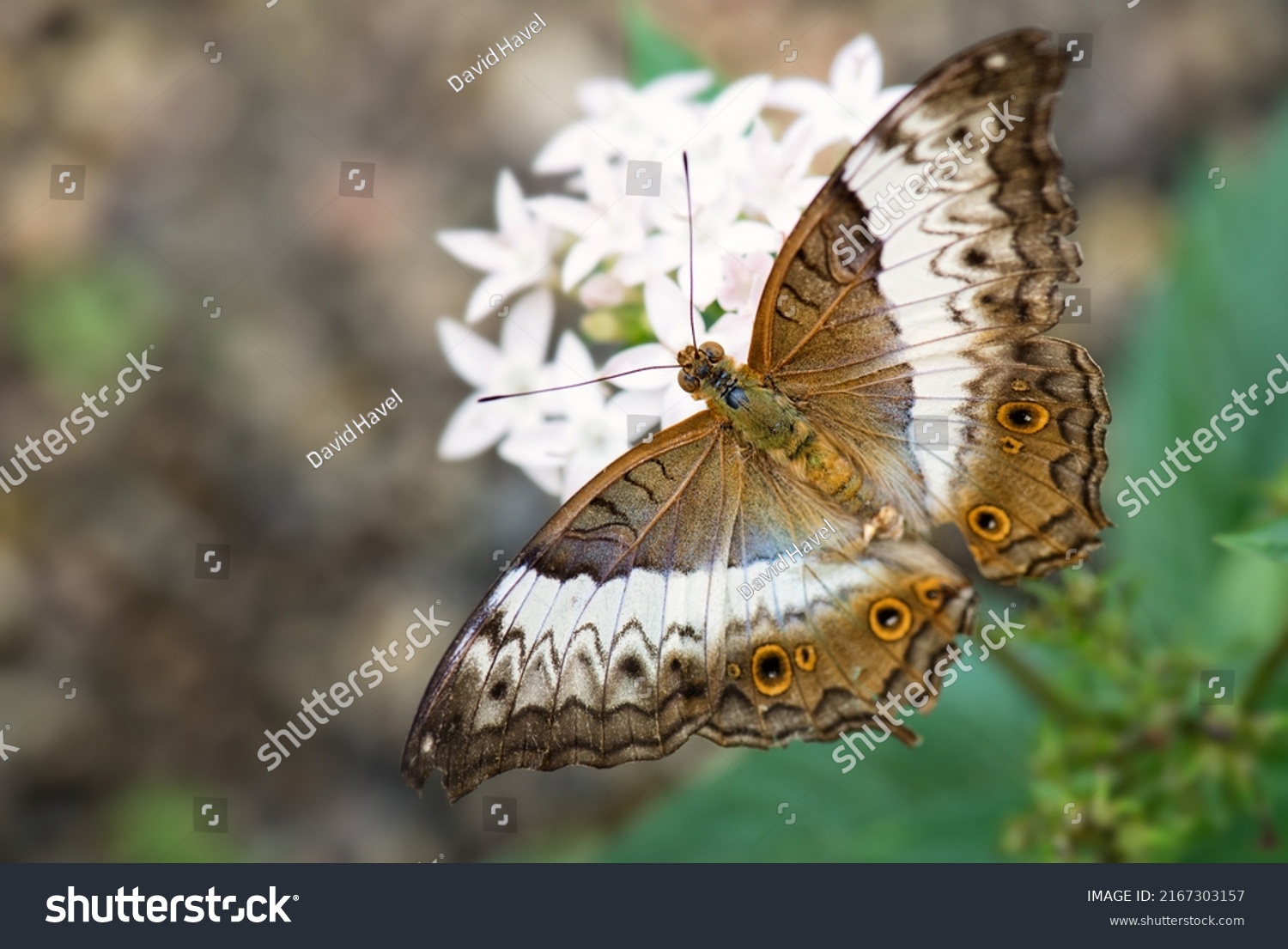 899 Southeast asian butterfly Images, Stock Photos & Vectors | Shutterstock