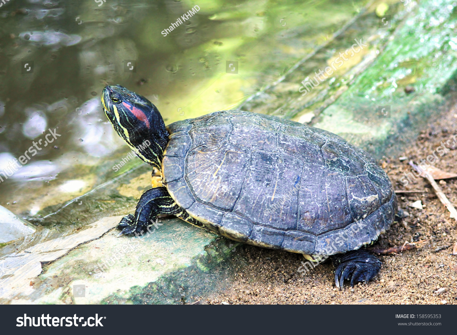 Malayan Box Turtle Or Cuora Amboinensis Stock Photo 158595353 ...