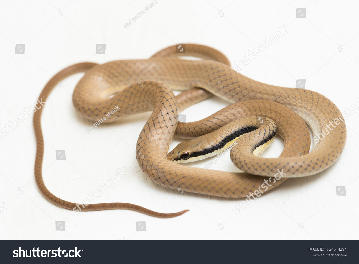 Malayan Ringneck Snake Liopeltis Tricolor Isolated Stock Photo ...