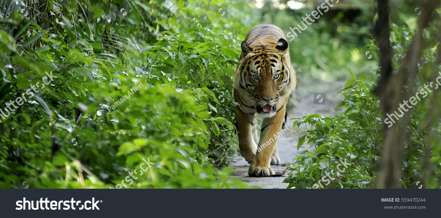 Malayan Tiger Stock Photo (Edit Now) 559470244