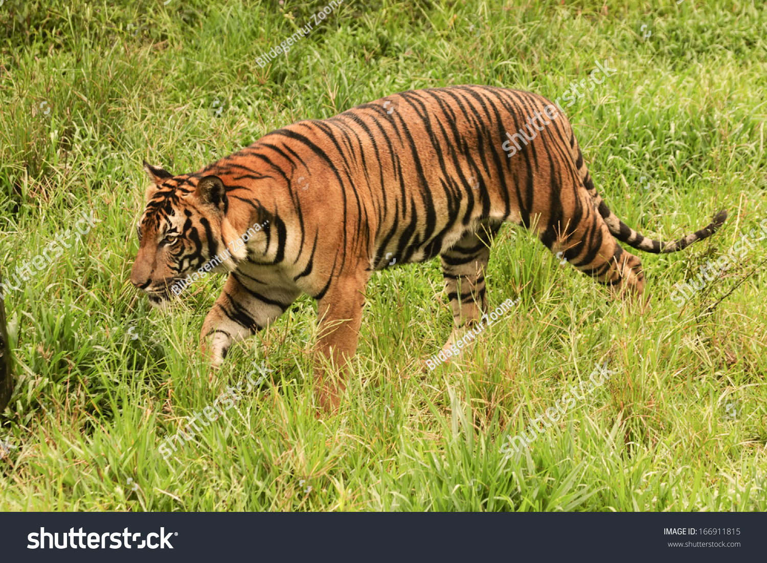 Malayan Tiger, Borneo, Malaysia Stock Photo 166911815 : Shutterstock