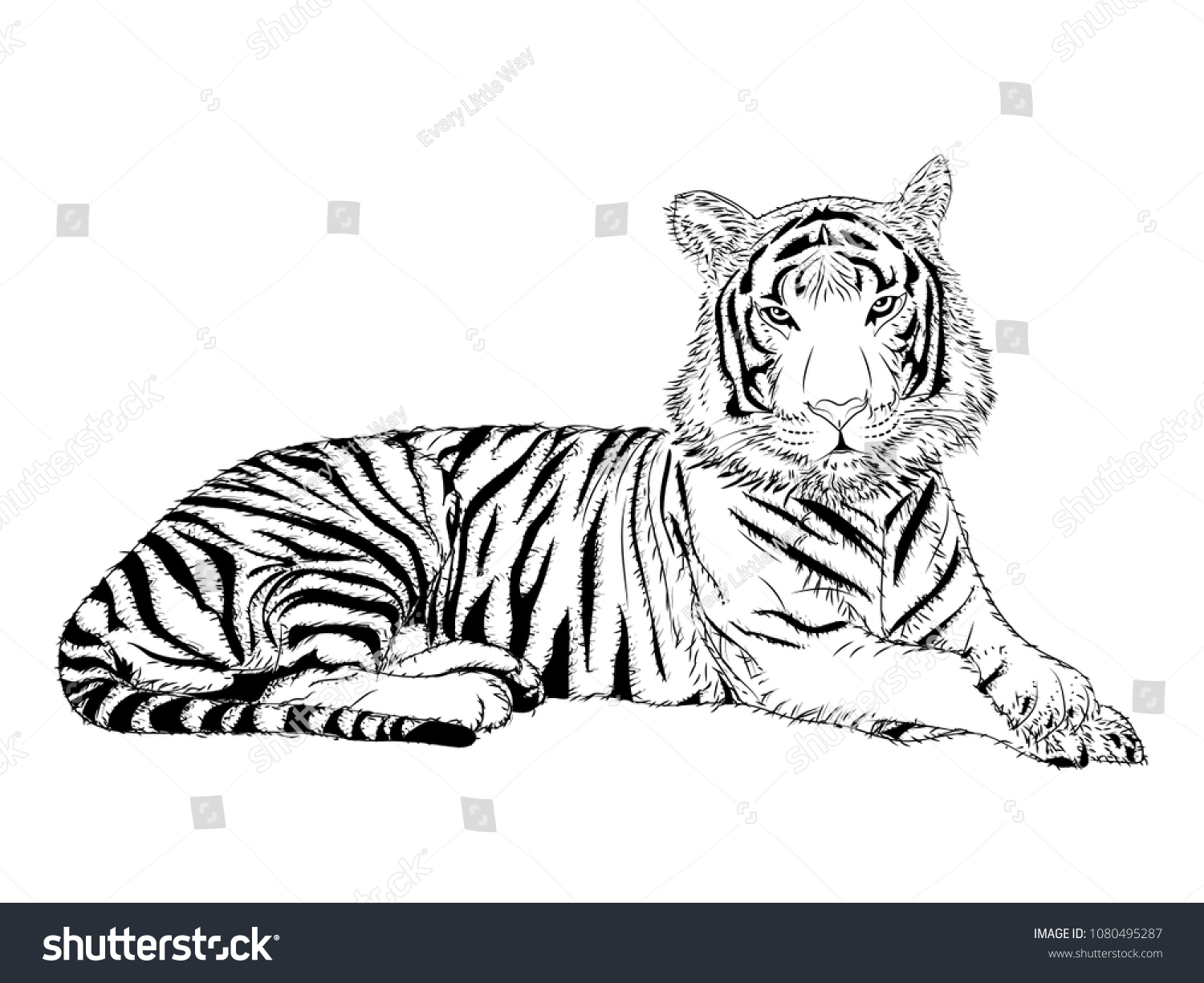 Malayan Tiger Trinomial Name Panthera Tigris Stock Illustration