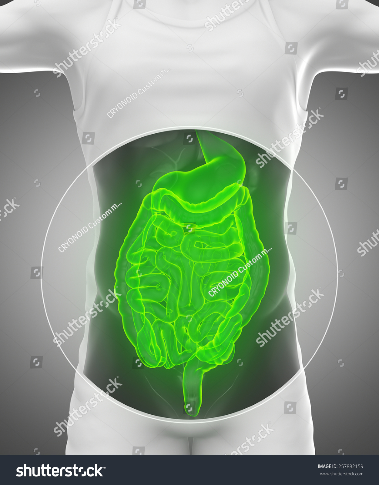 Male Anatomy Concept Digestive System Stock Illustration 257882159