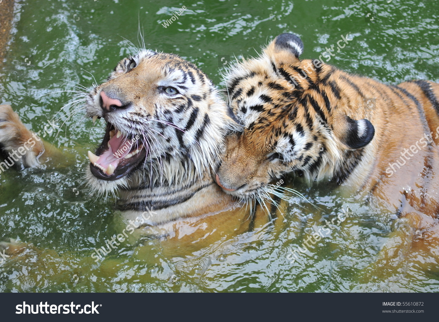 Male Female Bengal Tigers Play Together Stock Photo Edit Now