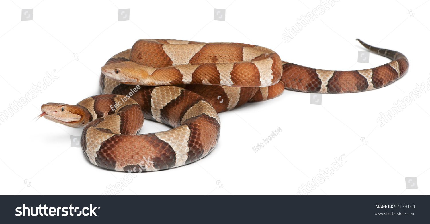 Male And Female Copperhead Snake Or Highland Moccasin - Agkistrodon ...