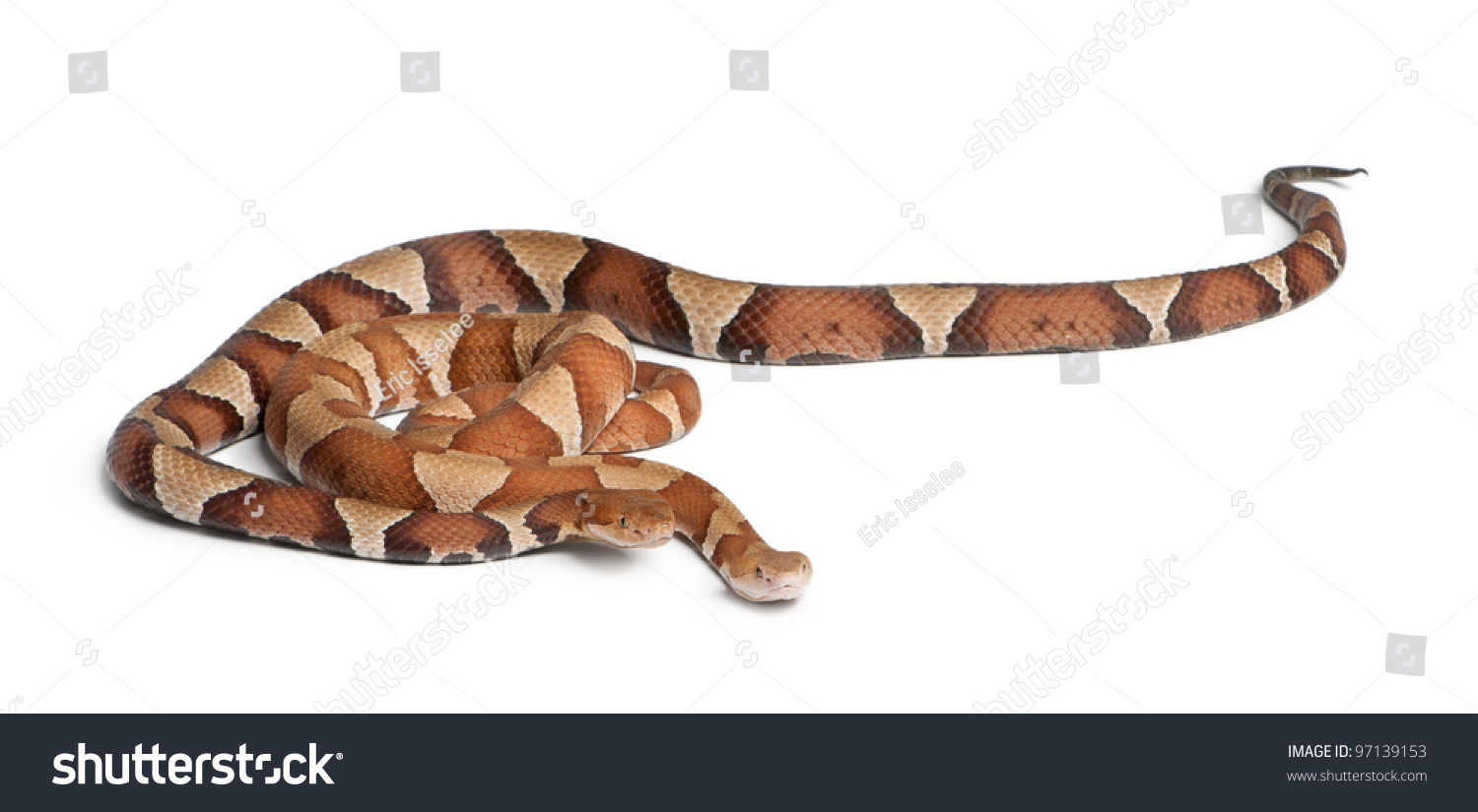 Male And Female Copperhead Snake Or Highland Moccasin - Agkistrodon ...