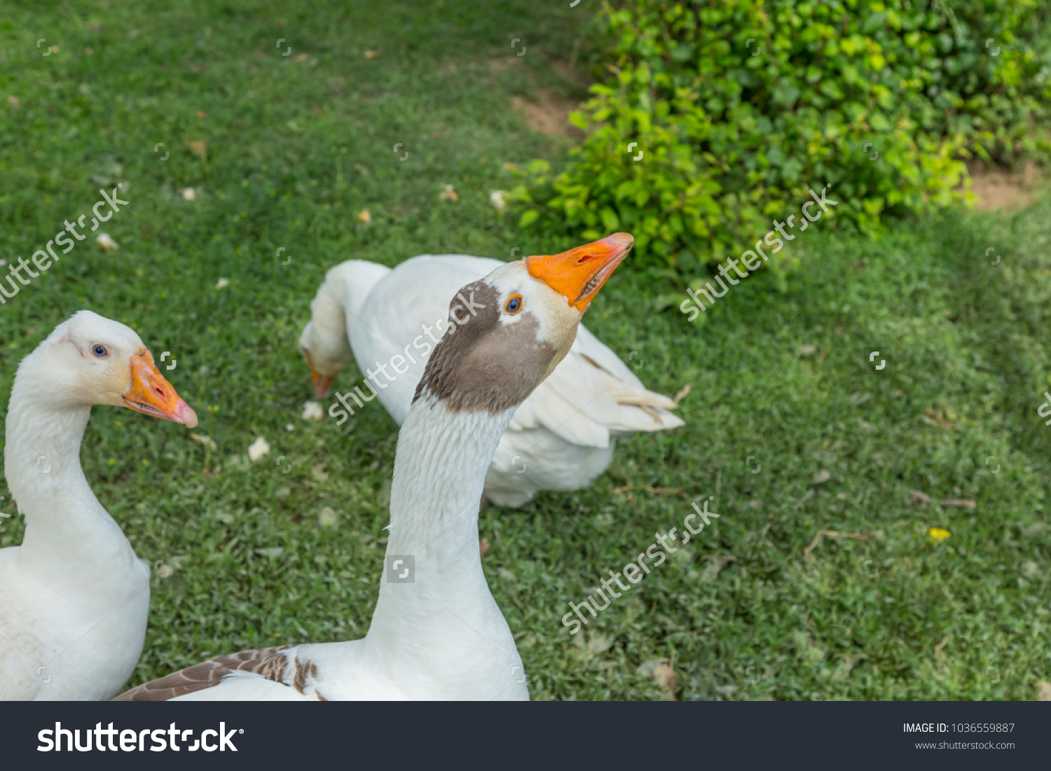 Male Female Geese Looking Suspicious Head Stock Photo Edit Now 1036559887