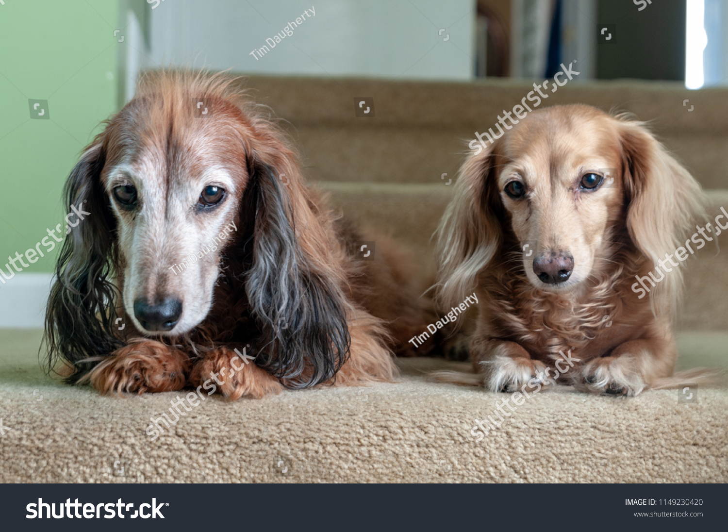 female long haired dachshund