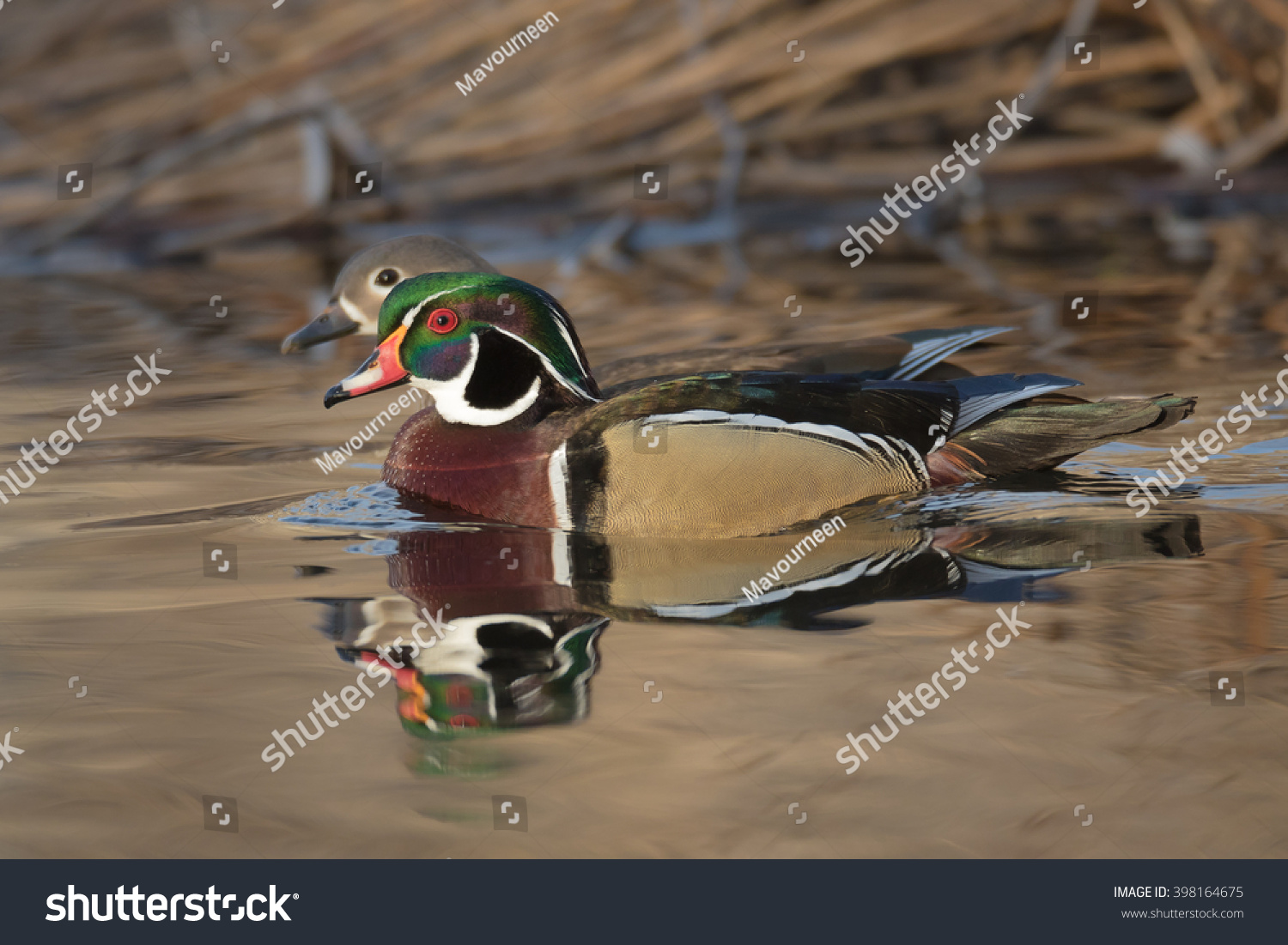 Male Female Wood Duck Pond Stock Photo 398164675 