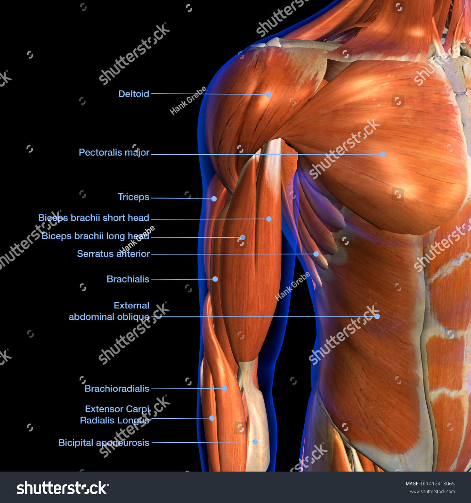 Male Biceps Chest Muscle Chart Labeled Stock Illustration 1412418065