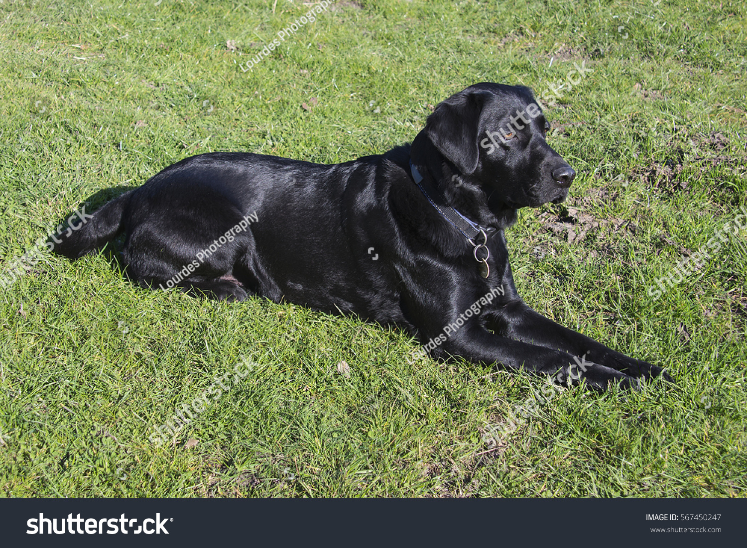 Male Black Labrador Retriever Working Dog Stock Photo (Royalty Free ... for Black Lab Dog Male
45gtk Male Black Labrador Retriever Working Dog Stock Photo (Royalty Free ... for Black Lab Dog Male
45gtk