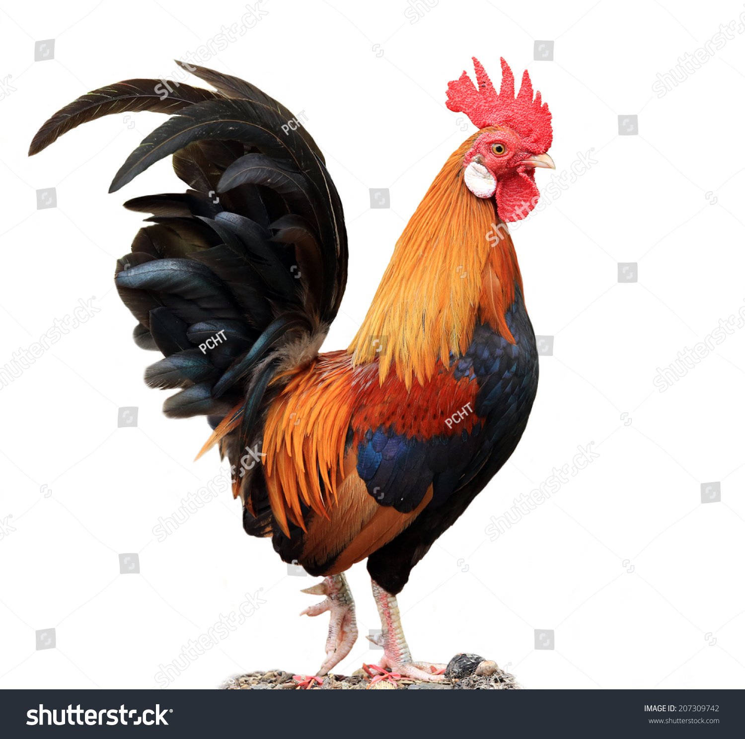 Male Chicken Isolated On White Background Stock Photo 207309742 ...