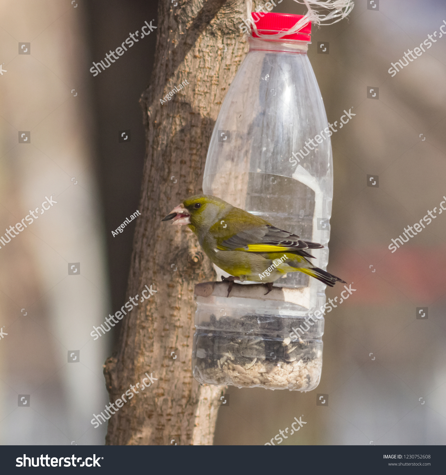 Male European Greenfinch Carduelis Chloris Closeup Stock Photo