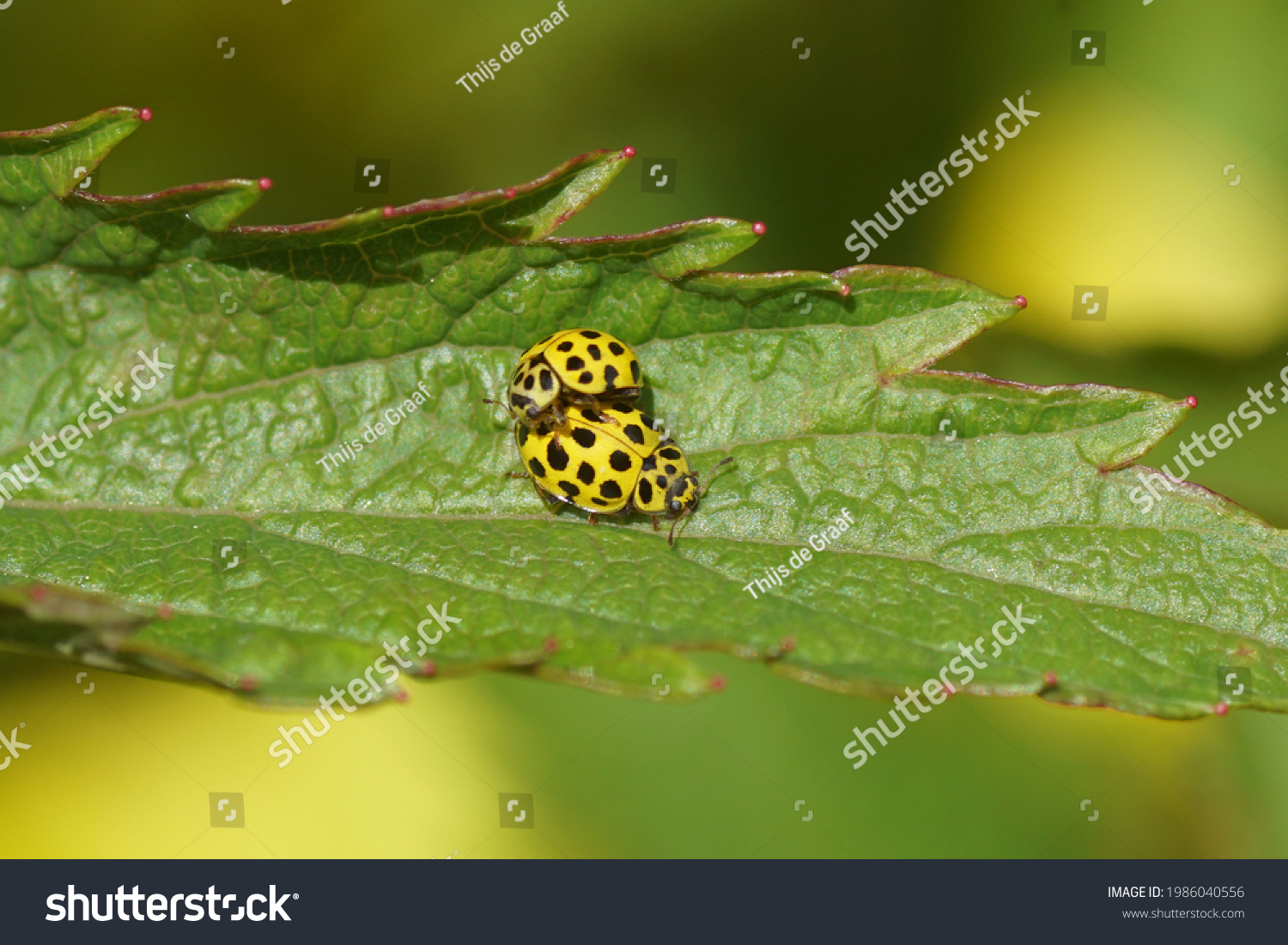 122件の Psyllobora Vigintiduopunctata の画像 写真素材 ベクター画像 Shutterstock