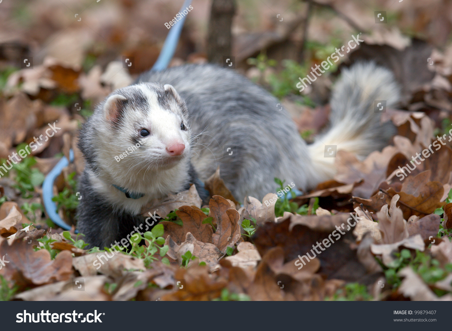 Male Ferret Panda Color Forest Stock Photo Edit Now 99879407