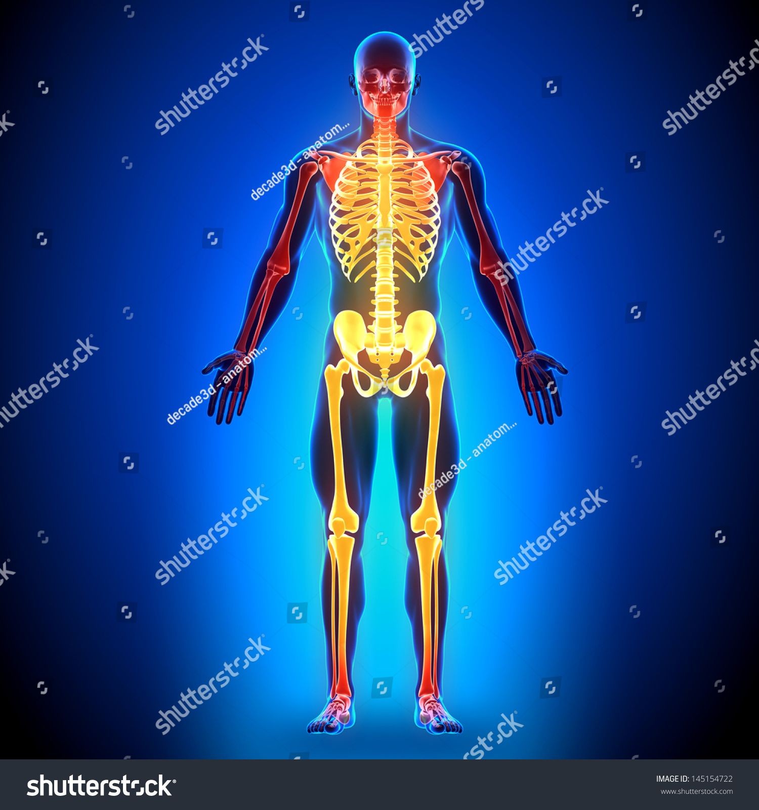 Male Full Skeleton - Anatomy Bones Stock Photo 145154722 : Shutterstock