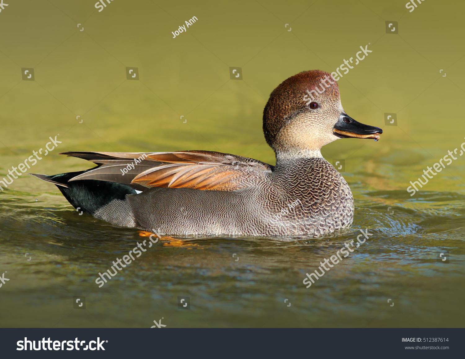 Male Gadwall Duck Water Stock Photo 512387614 - Shutterstock