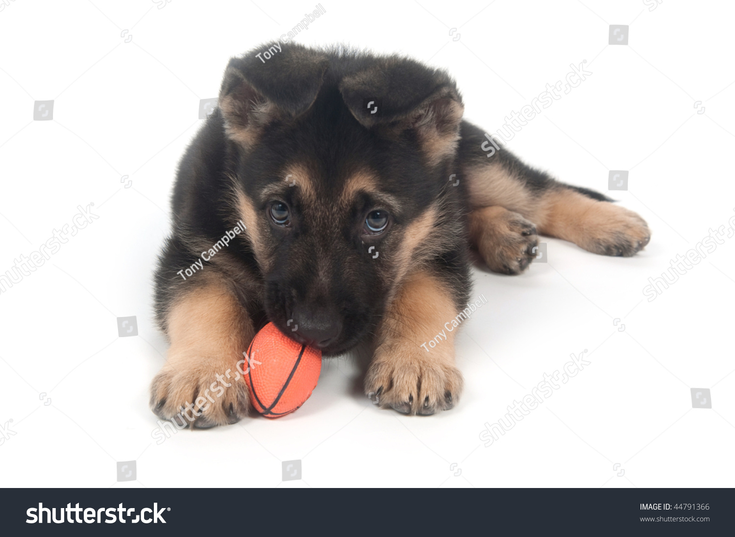 Male German Shepherd Puppy Chewing On Toy While Laying Down Stock Photo ...