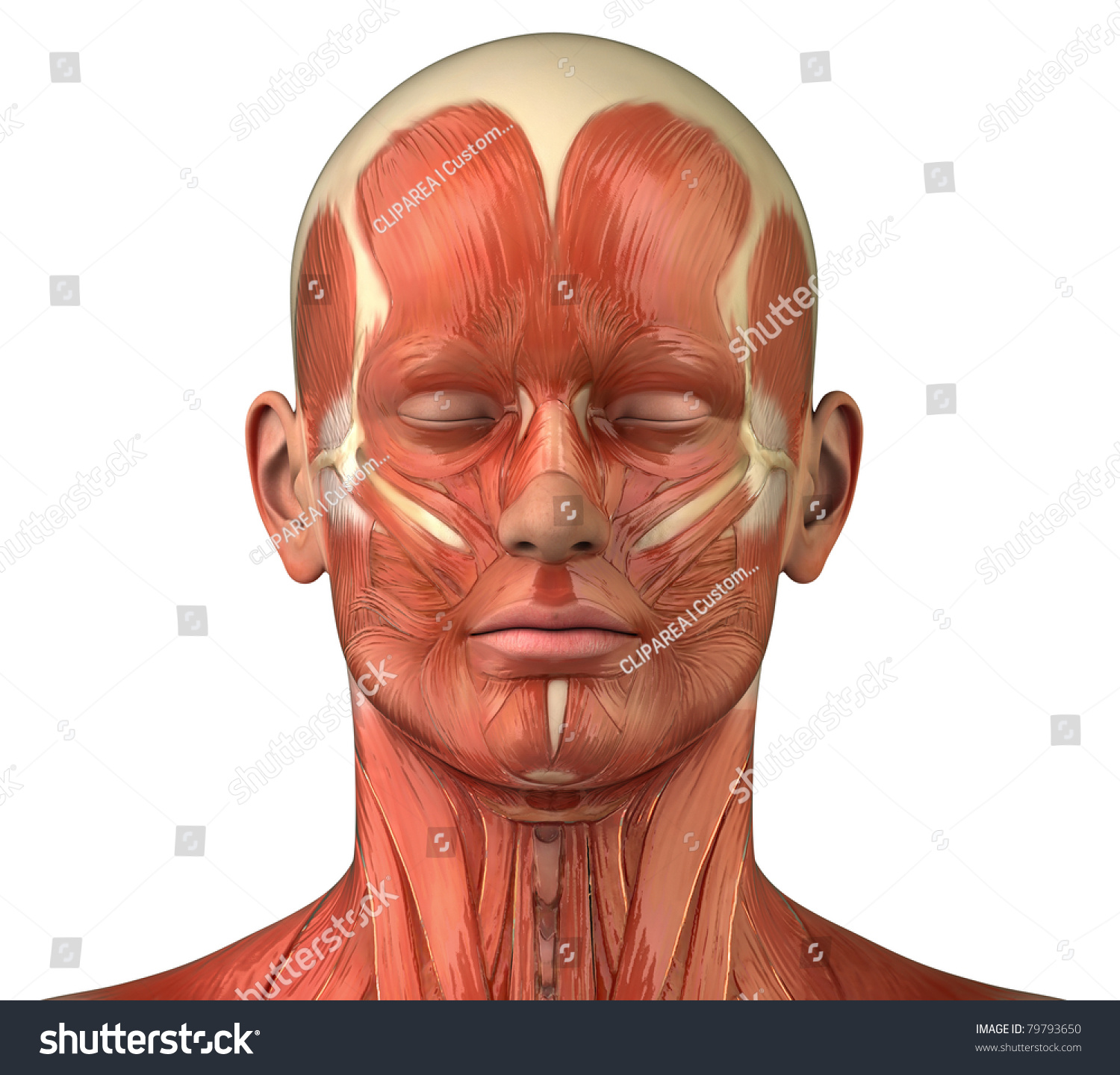 Human Head Muscles Diagram - Muscles of the Upper Arm - Anatomy
