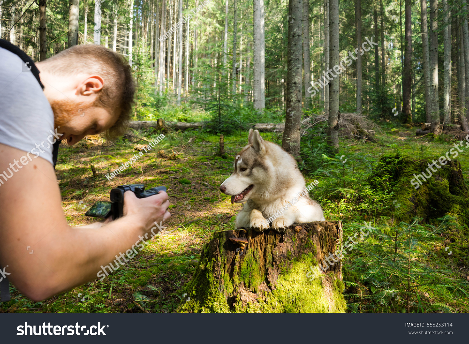 siberian husky hiking