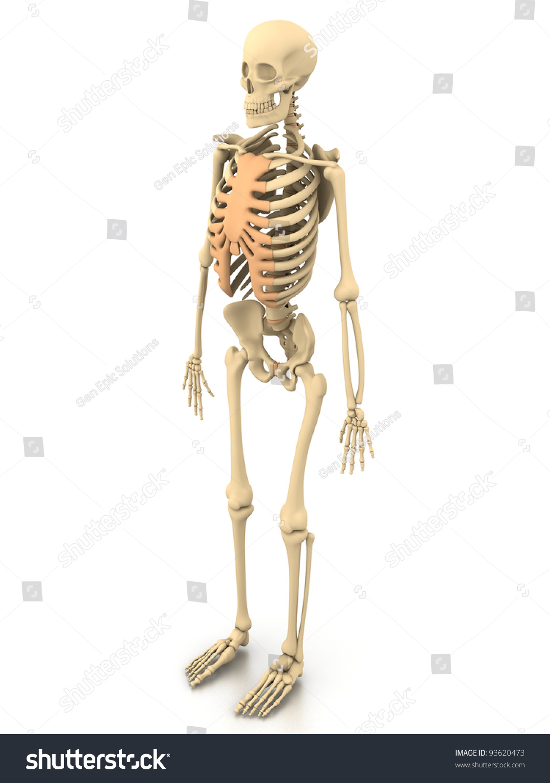 Male Human Skeleton Stock Photo 93620473 : Shutterstock