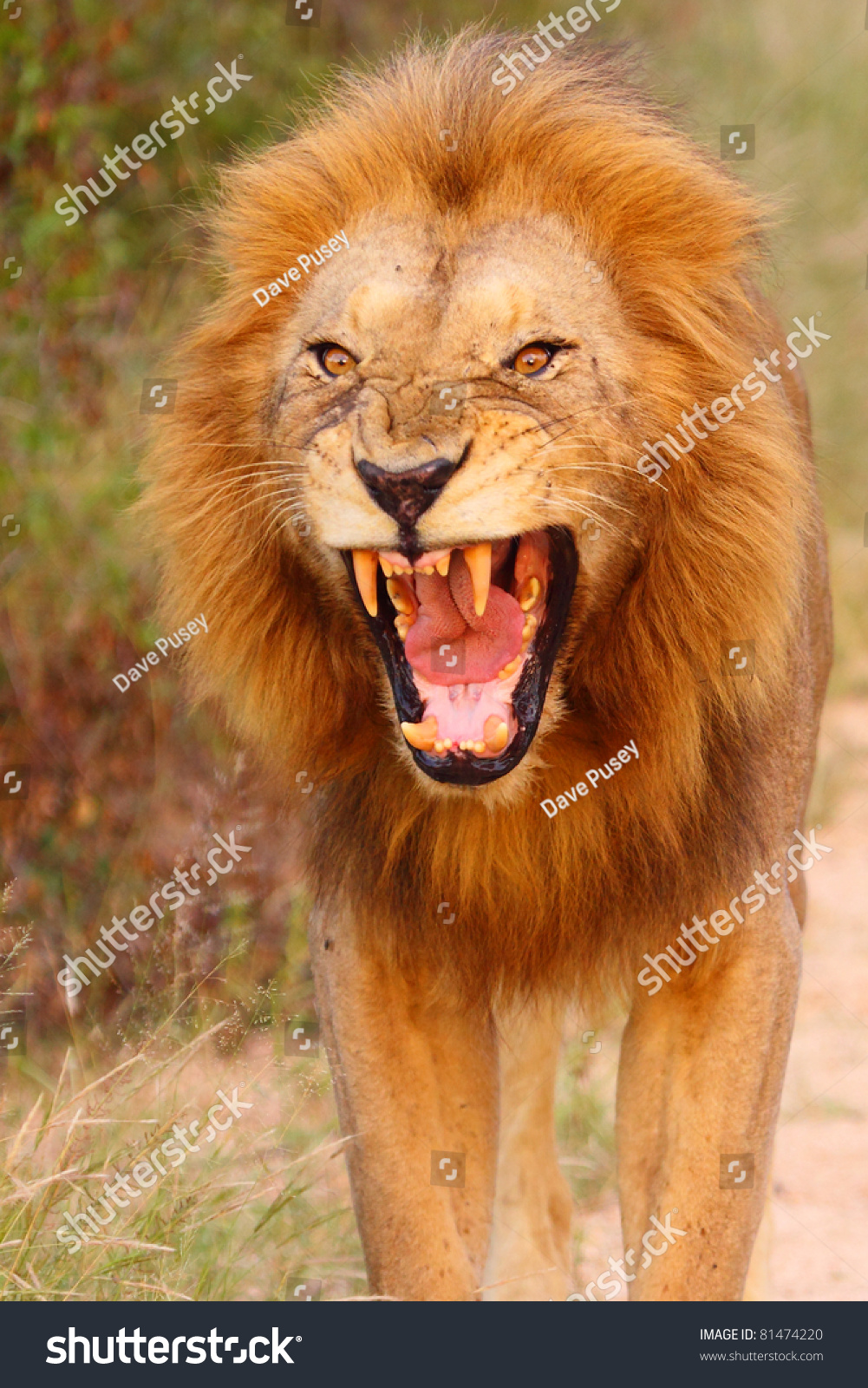 Male Lion Vicious Growl Stock Photo 81474220 - Shutterstock