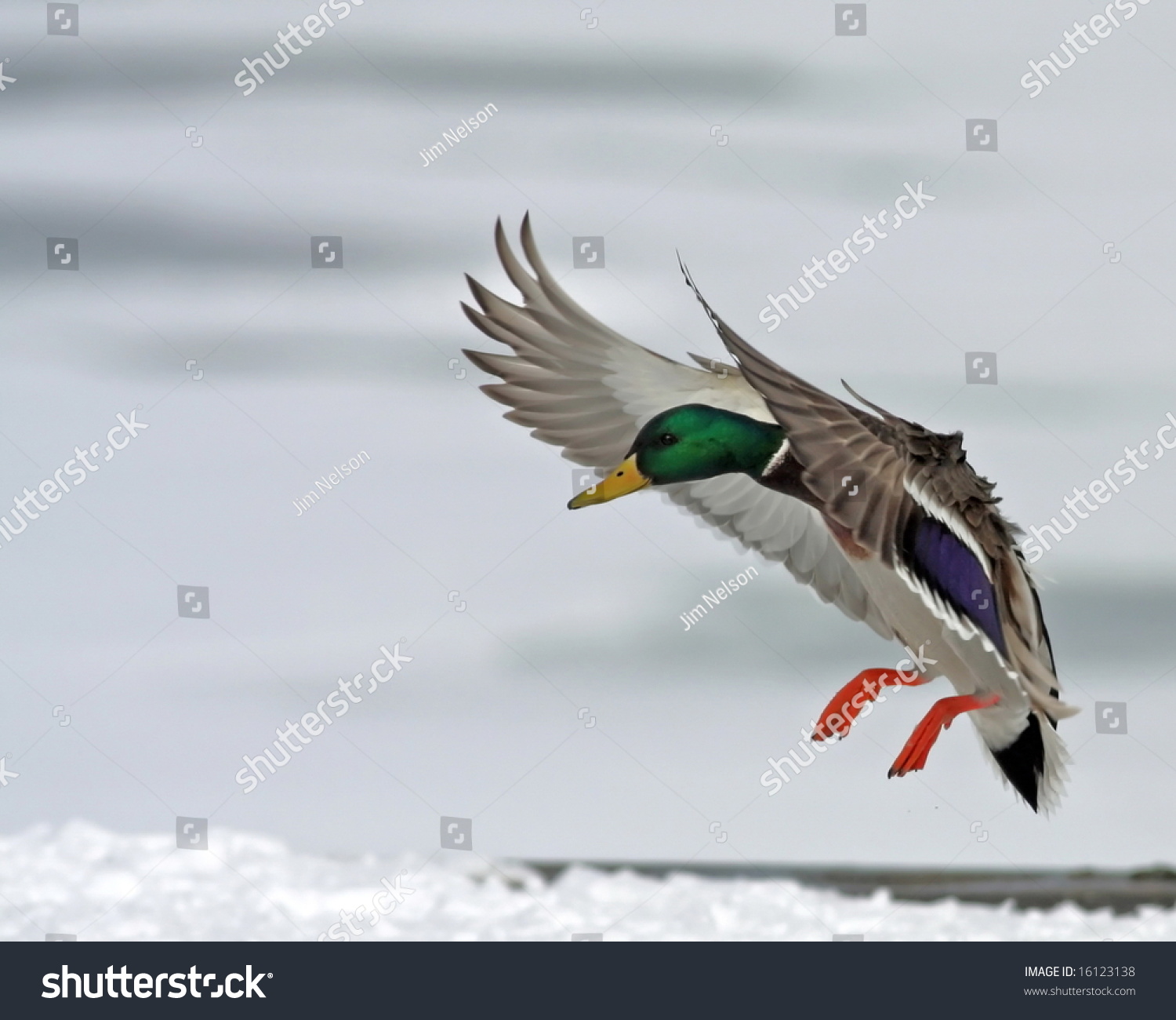 Male Mallard Duck Landing Stock Photo 16123138 : Shutterstock