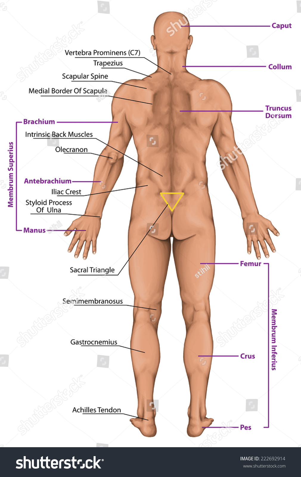 Parts Of Mans Body 89