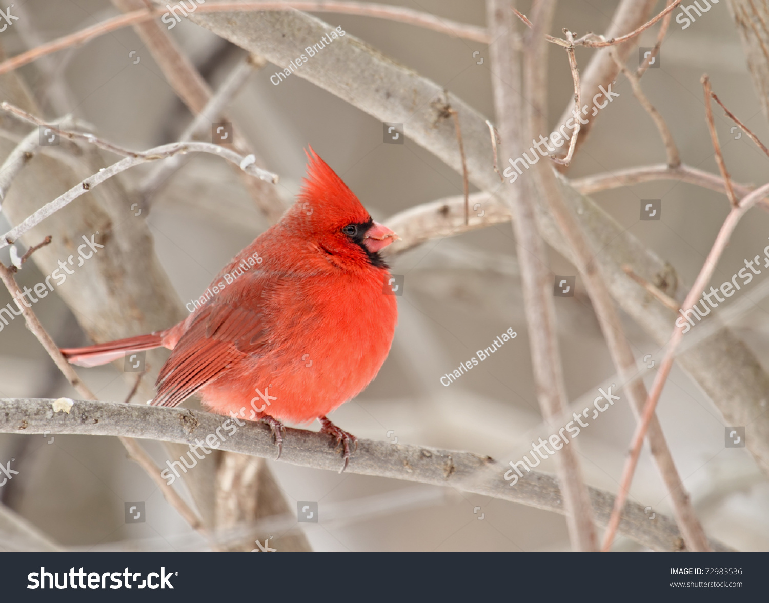 Male Northern Cardinal, Cardinalis Cardinalis, Perched On A Tree Branch ...