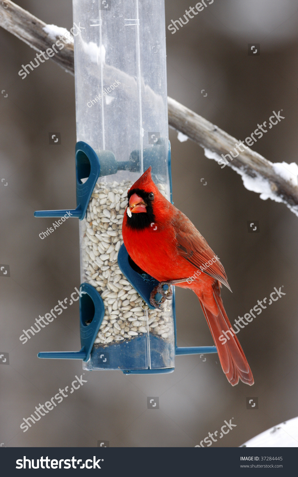 Male Northern Cardinal On A Bird Feeder Stock Photo 37284445 : Shutterstock