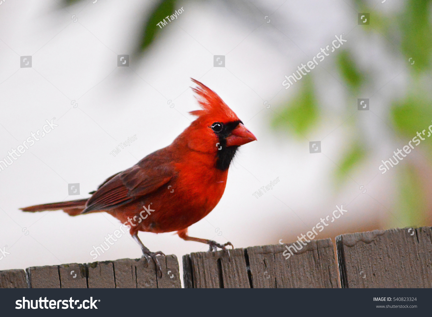 Male Northern Cardinal On Fence Leaves Stock Photo 540823324 | Shutterstock