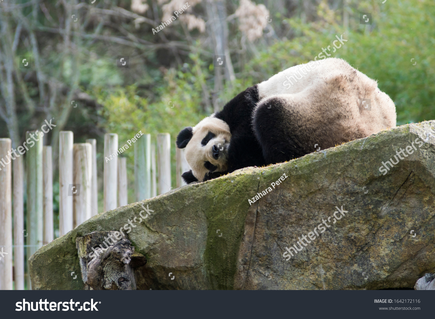 Penda Bear Images Stock Photos Vectors Shutterstock