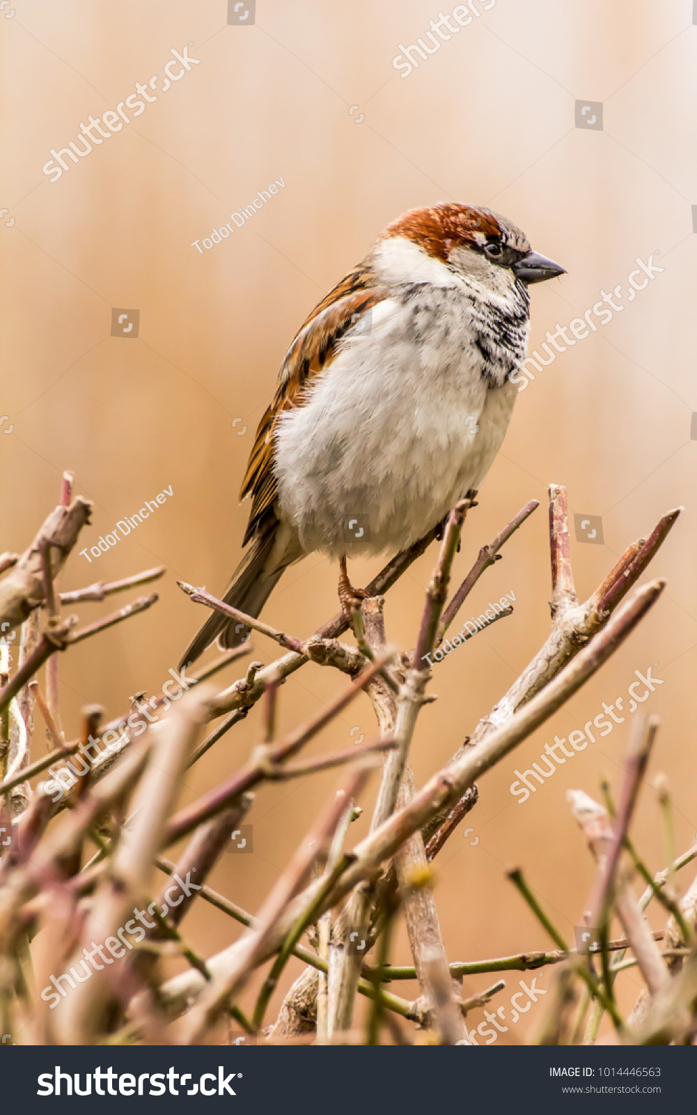 Male Female House Sparrow Passer Domesticus Stock Photo Edit Now