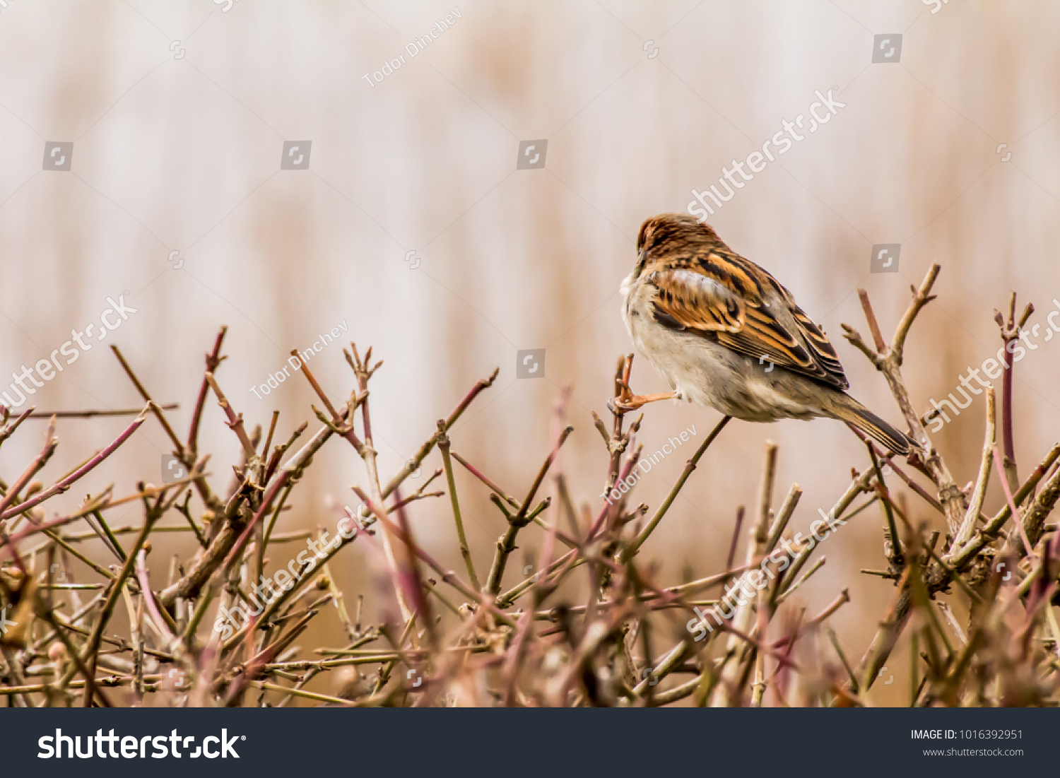 Male Female House Sparrow Passer Domesticus Stock Photo Edit Now